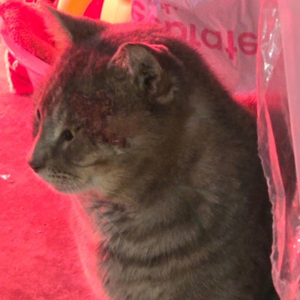 I Rescue ANIMALS! - Picture 7 of 12